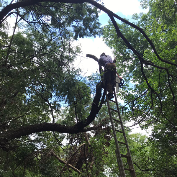 Arnold's Tree Felling cutting tall tree with ladder