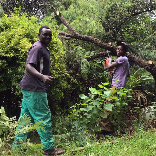 Arnold's Tree Felling team at work cutting down a fallen thorn tree